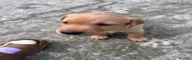 Labrador Retriever 4