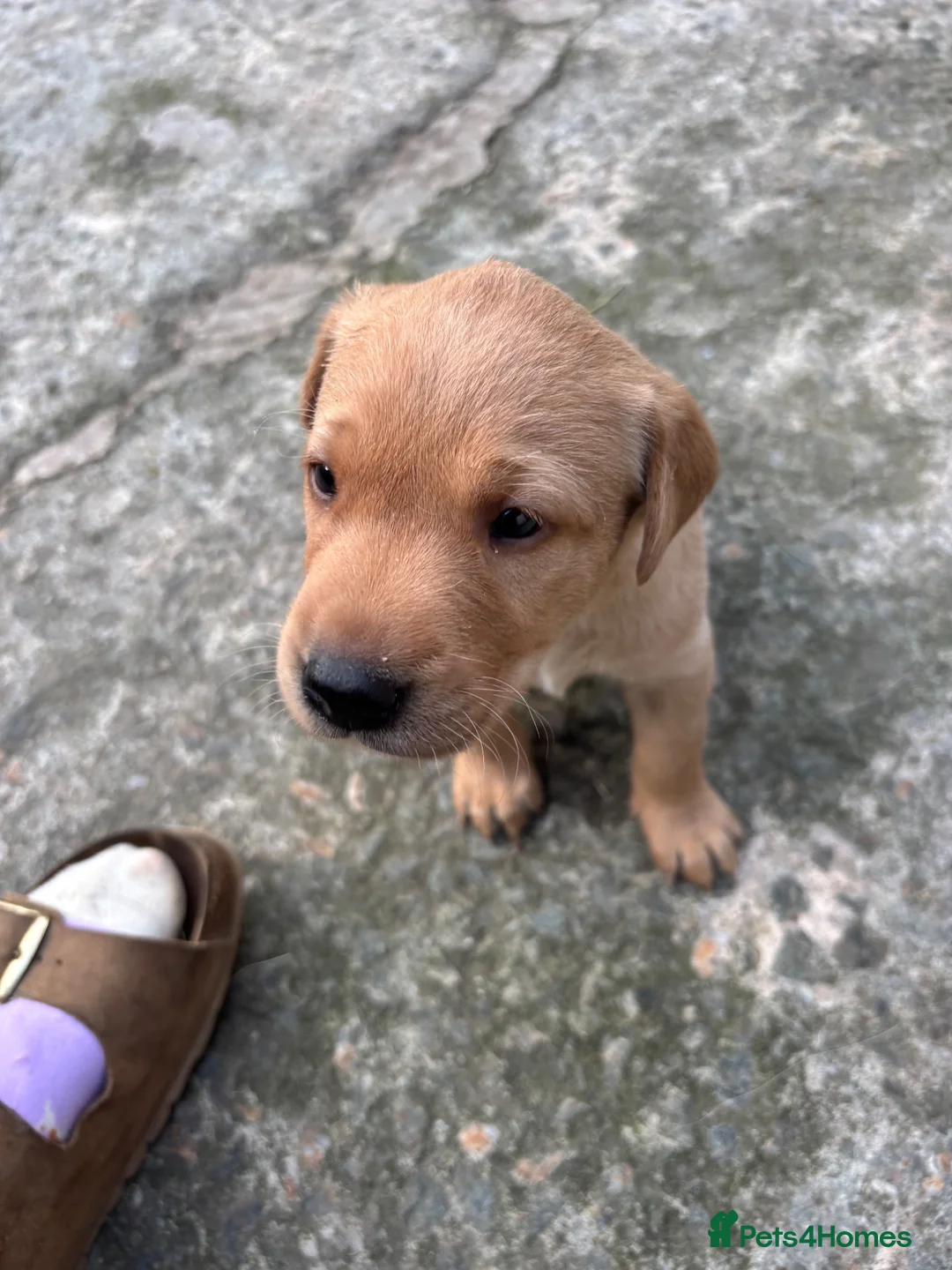 Labrador Retriever dogs for sale: Beautiful Chunky Homebred Labrador puppies in Llanfairpwllgwyngyll - Advert 2