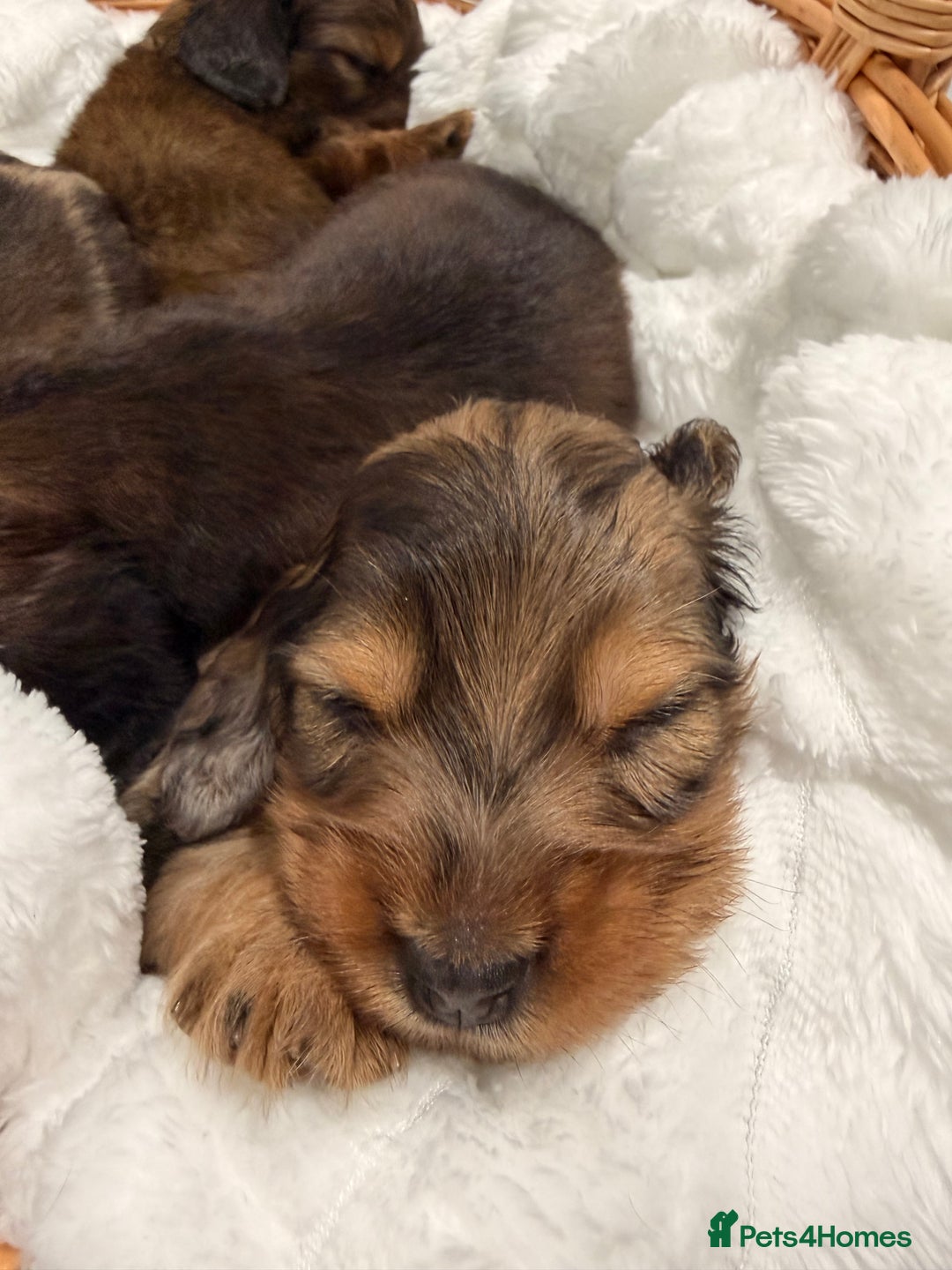 Miniature Dachshund dogs for sale: Quality Russian shaded red minis - Advert 13