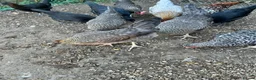 Chickens poultry for sale: Coloured laying POL hens - Advert 2