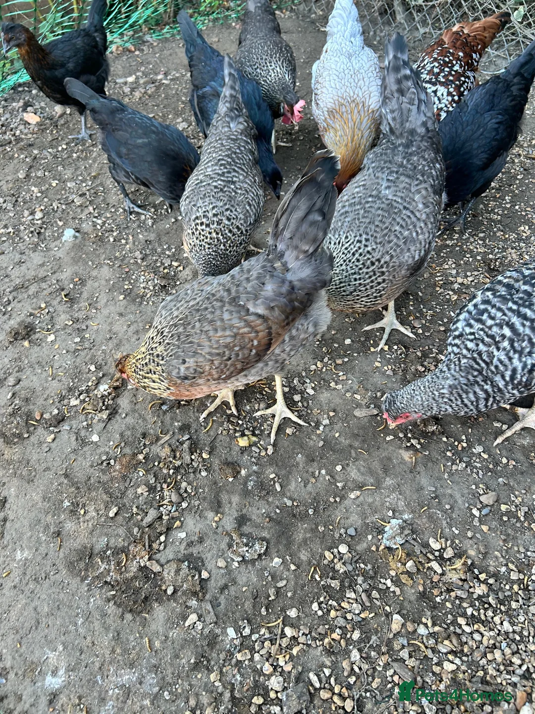 Chickens poultry for sale: Coloured laying POL hens - Advert 2