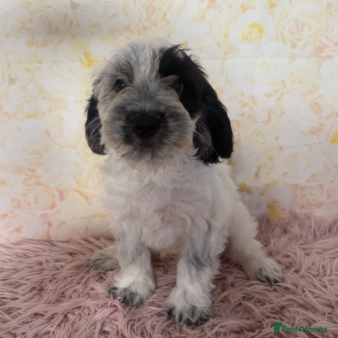 Cockapoo dogs for sale: Ready to Leave: F1 Cockapoo Puppies - Image 6
