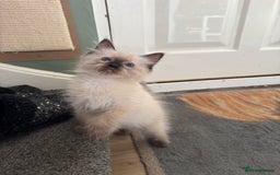 Ragdoll cats for sale: Beautiful Tica registered Ragdoll’s  - Image 12