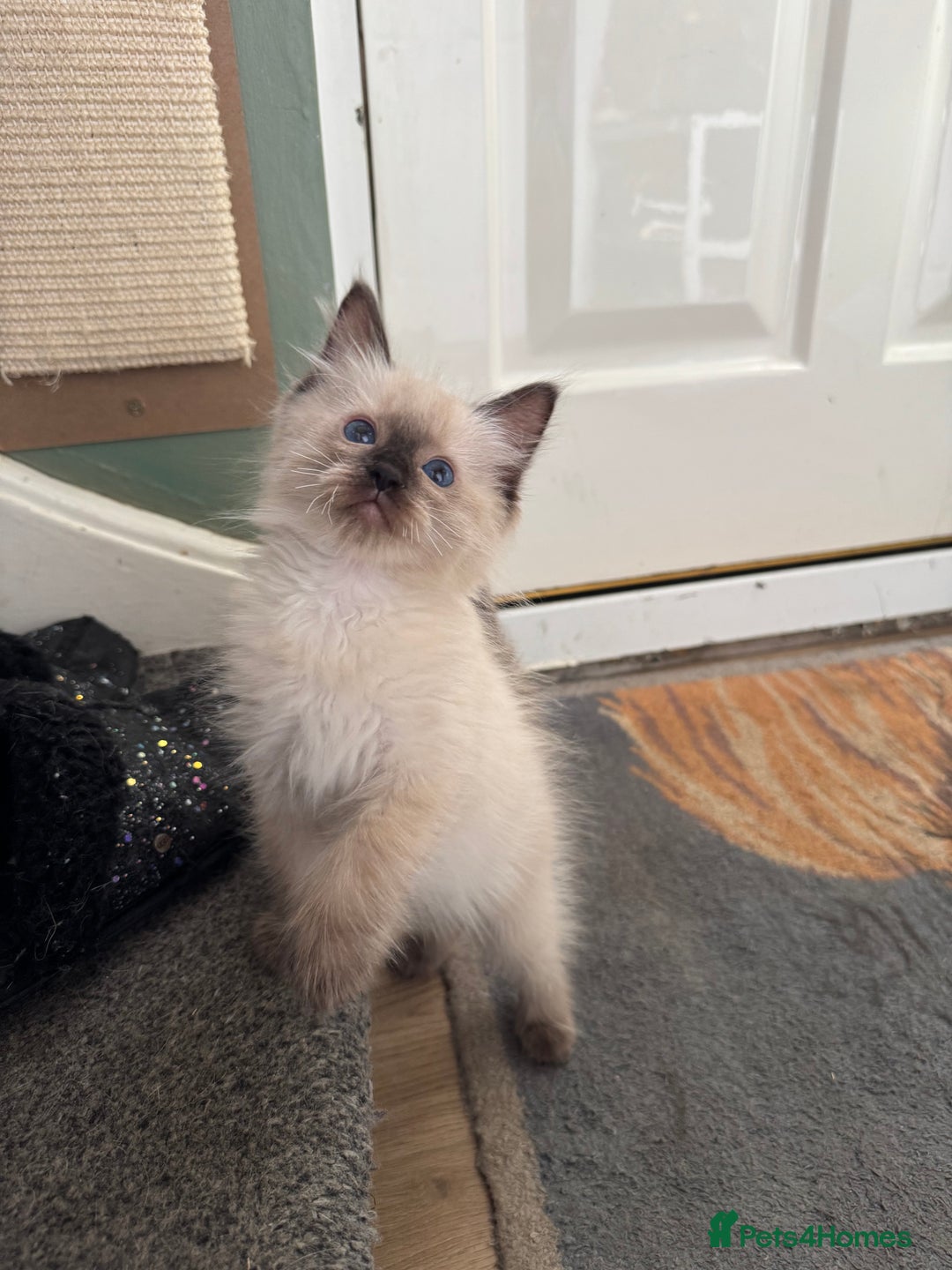 Ragdoll cats for sale: Beautiful Tica registered Ragdoll’s  - Image 12