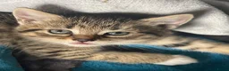 Mixed Breed cats for sale: Kittens  - Advert 5