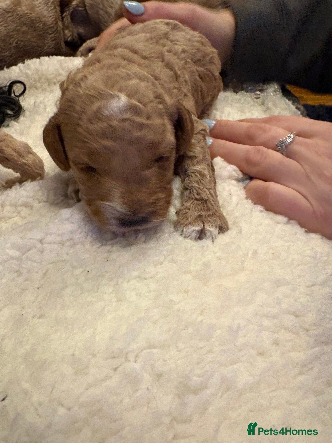 Cockapoo dogs for sale: F1b cockapoo puppies - Advert 2