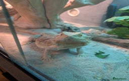 Bearded Dragon reptiles for sale: Orange Female Bearded Dragon - Image 5
