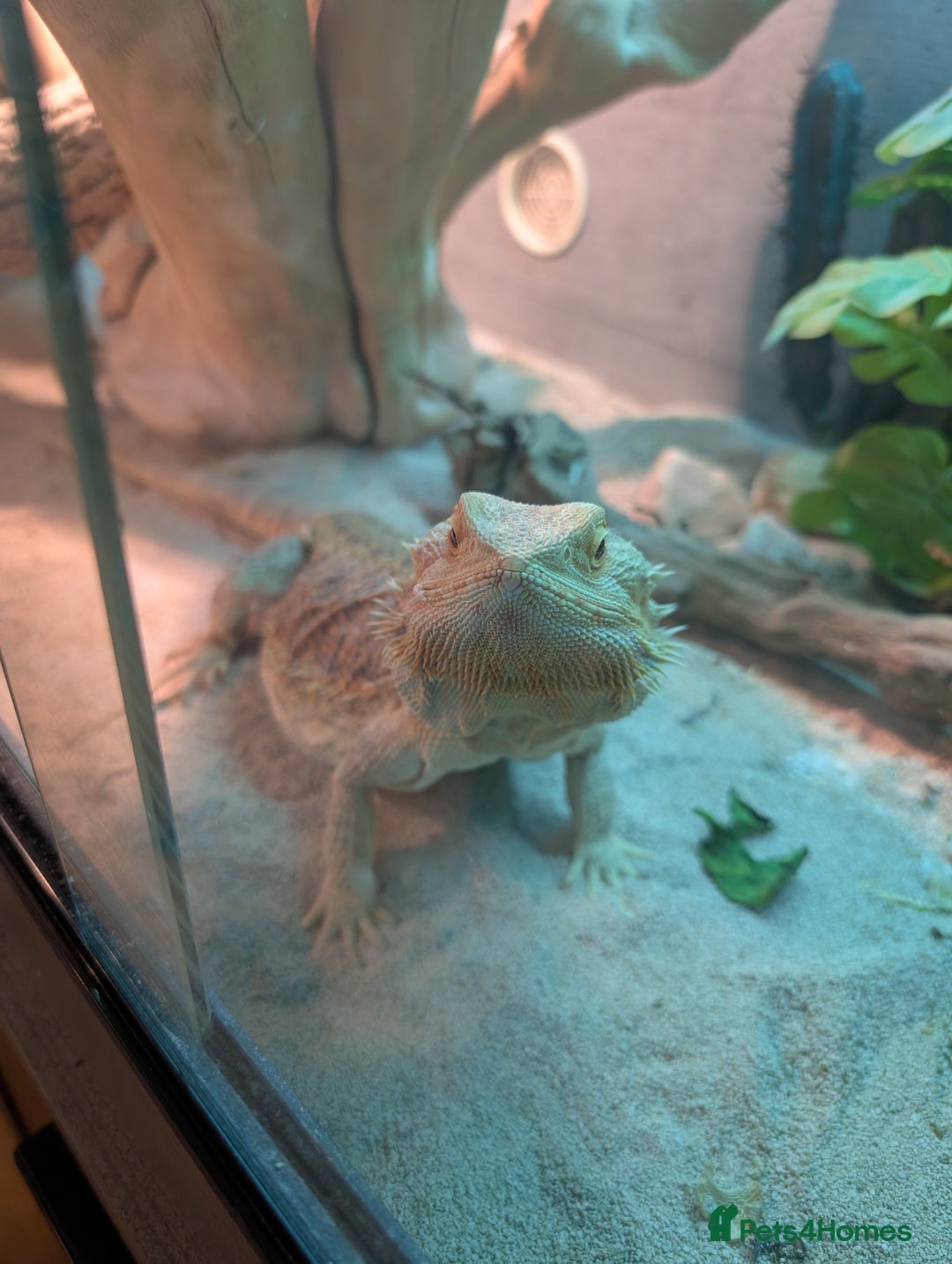 Bearded Dragon reptiles for sale: Orange Female Bearded Dragon - Image 5
