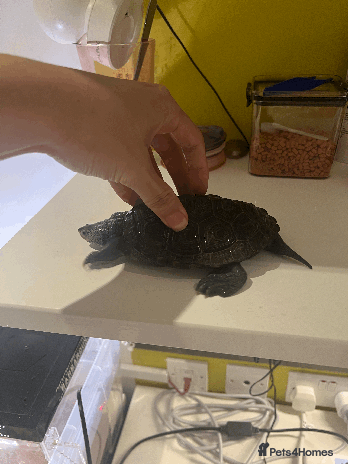 Turtle reptiles - Advert 11