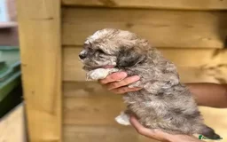 Shih Tzu dogs for sale: Shih Tzu puppies for sale - Advert 1