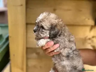 Shih Tzu dogs Shih Tzu puppies for sale - Advert 11