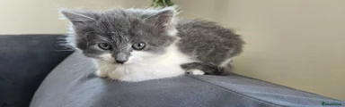 Missy - Grey & White Girl