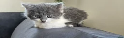 Mixed Breed cats for sale: Beautiful Kittens Looking for Their Forever Homes - Advert 13