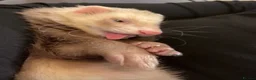 Ferret rodents for sale: One year old female Jill Sushi, for rehoming.  in Romford - Advert 5