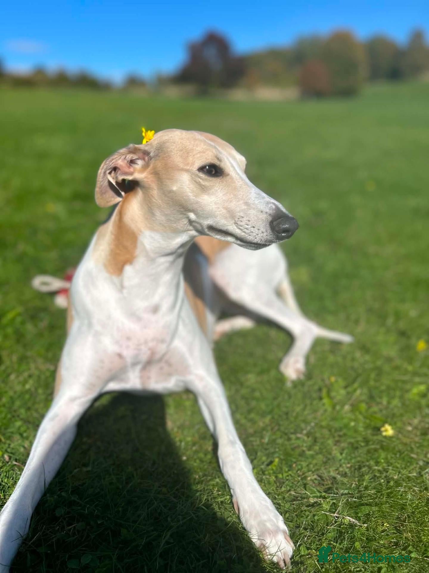 Whippet dogs Whippet for sale - Advert 4