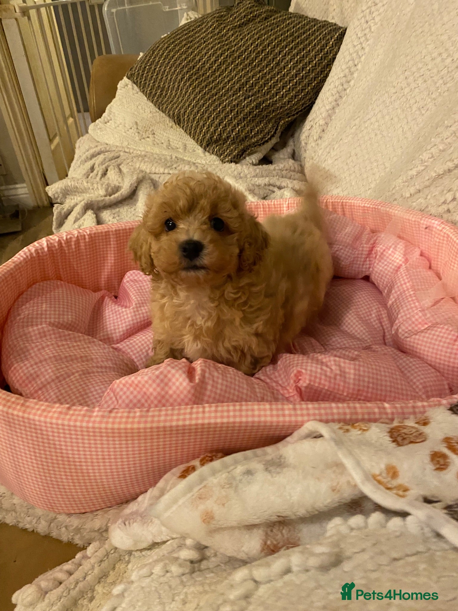 Poochon dogs Beautiful poochon puppies - Advert 3