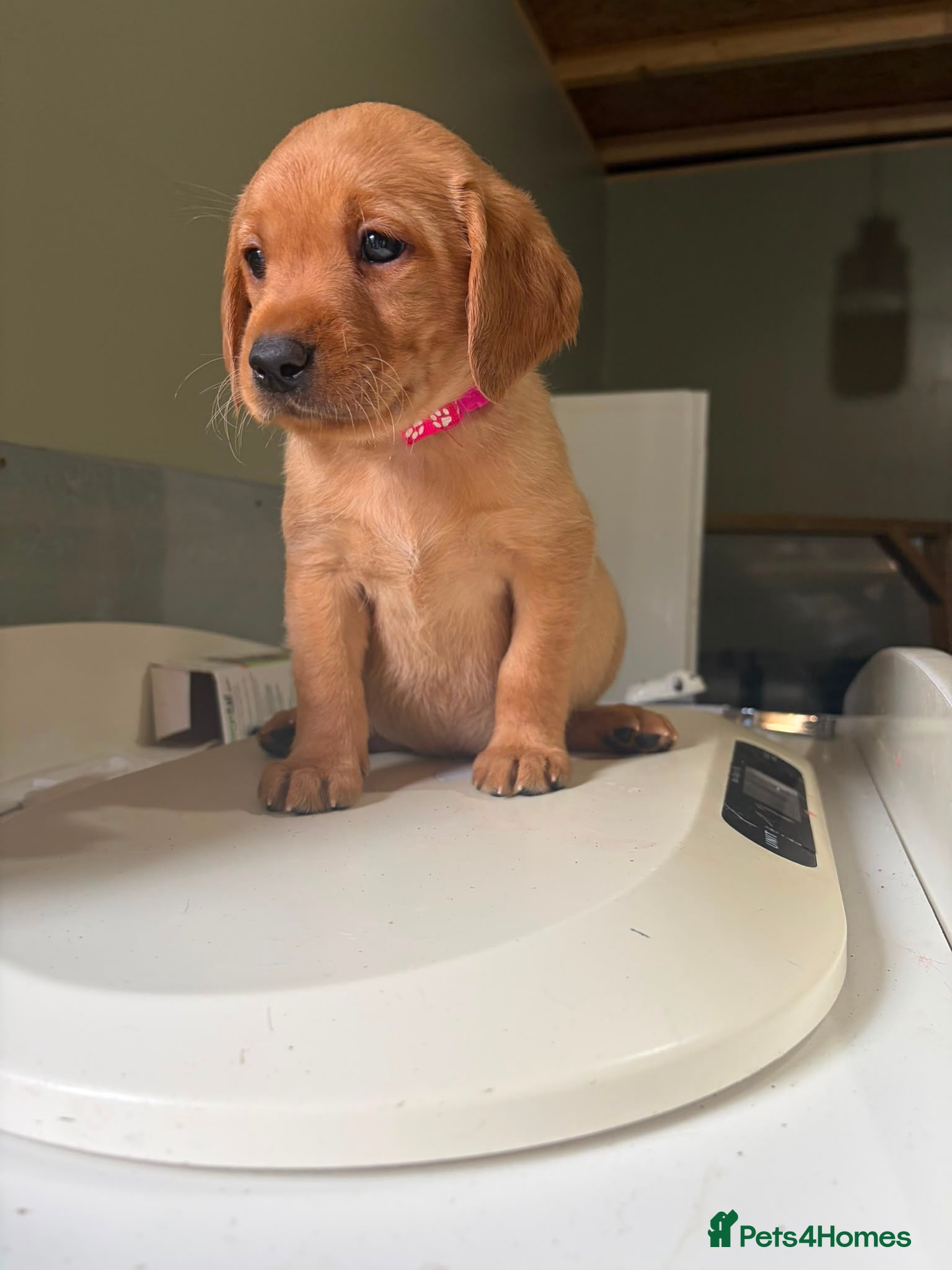 Labrador Retriever dogs KC YELLOW & RED LABRADORS  - Advert 15