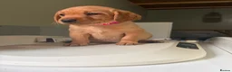 Labrador Retriever dogs for sale: KC YELLOW & RED LABRADORS  - Advert 2
