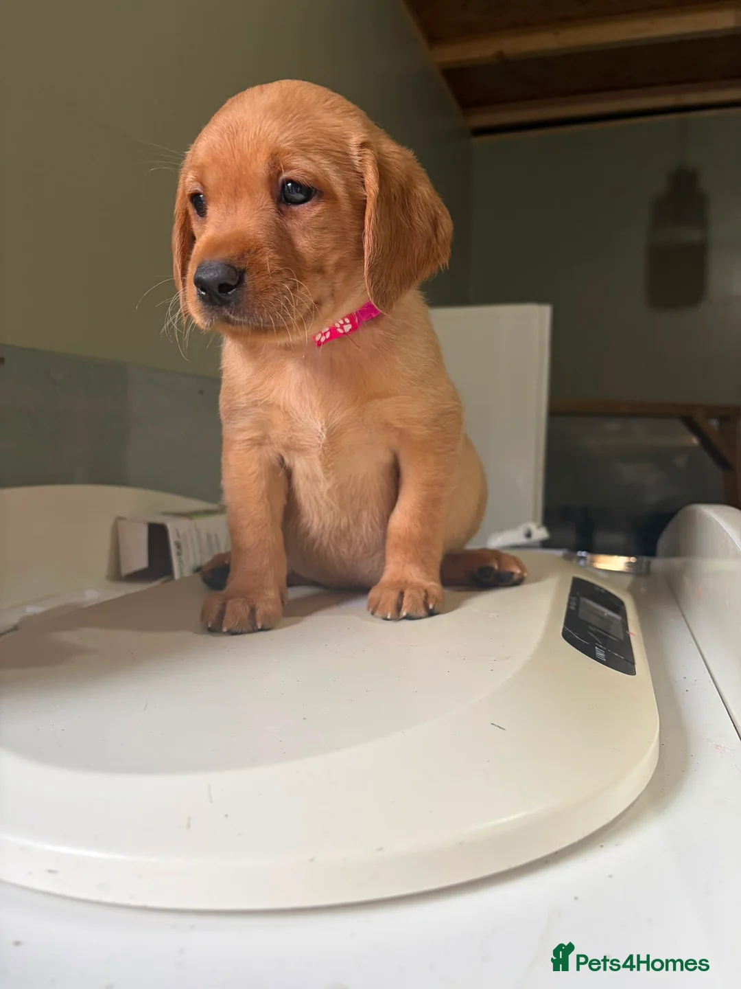 Labrador Retriever dogs for sale: KC YELLOW & RED LABRADORS  - Advert 2