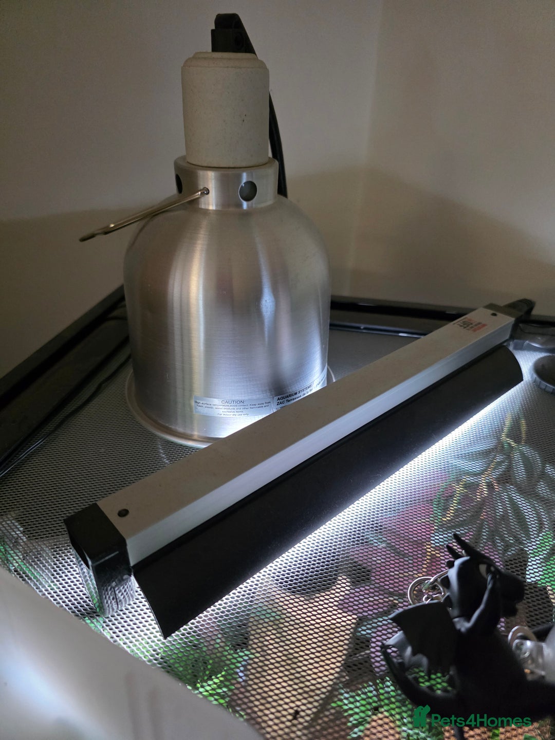 Gecko reptiles for sale: Female Madagascar high red giant day gecko - Image 5