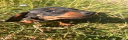 Dachshund dogs for sale: Dachshund  in Swadlincote - Advert 19