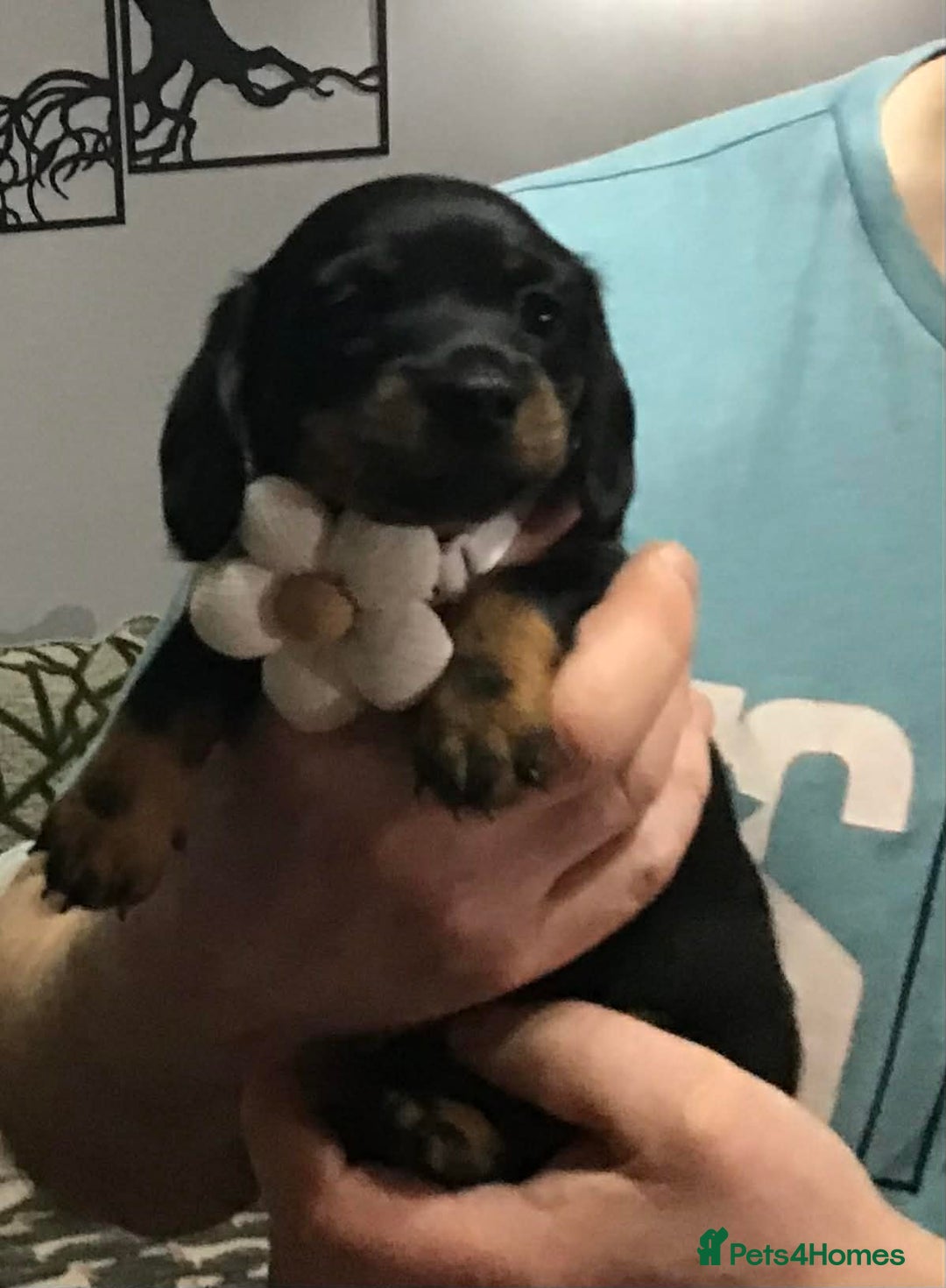 Miniature Dachshund dogs for sale: Stunning Minis - Advert 3