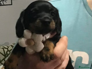 Miniature Dachshund dogs Stunning Minis - Advert 10