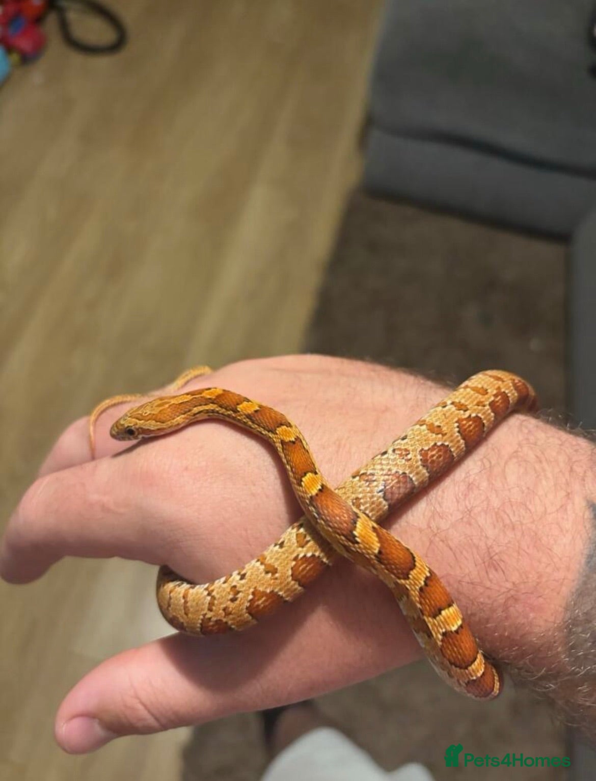 Corn Snake reptiles Corn snake  - Advert 1