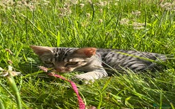 Ocicat cats for sale: Ocicat Kittens Available in Aberdeenshire in Alford - Image 10