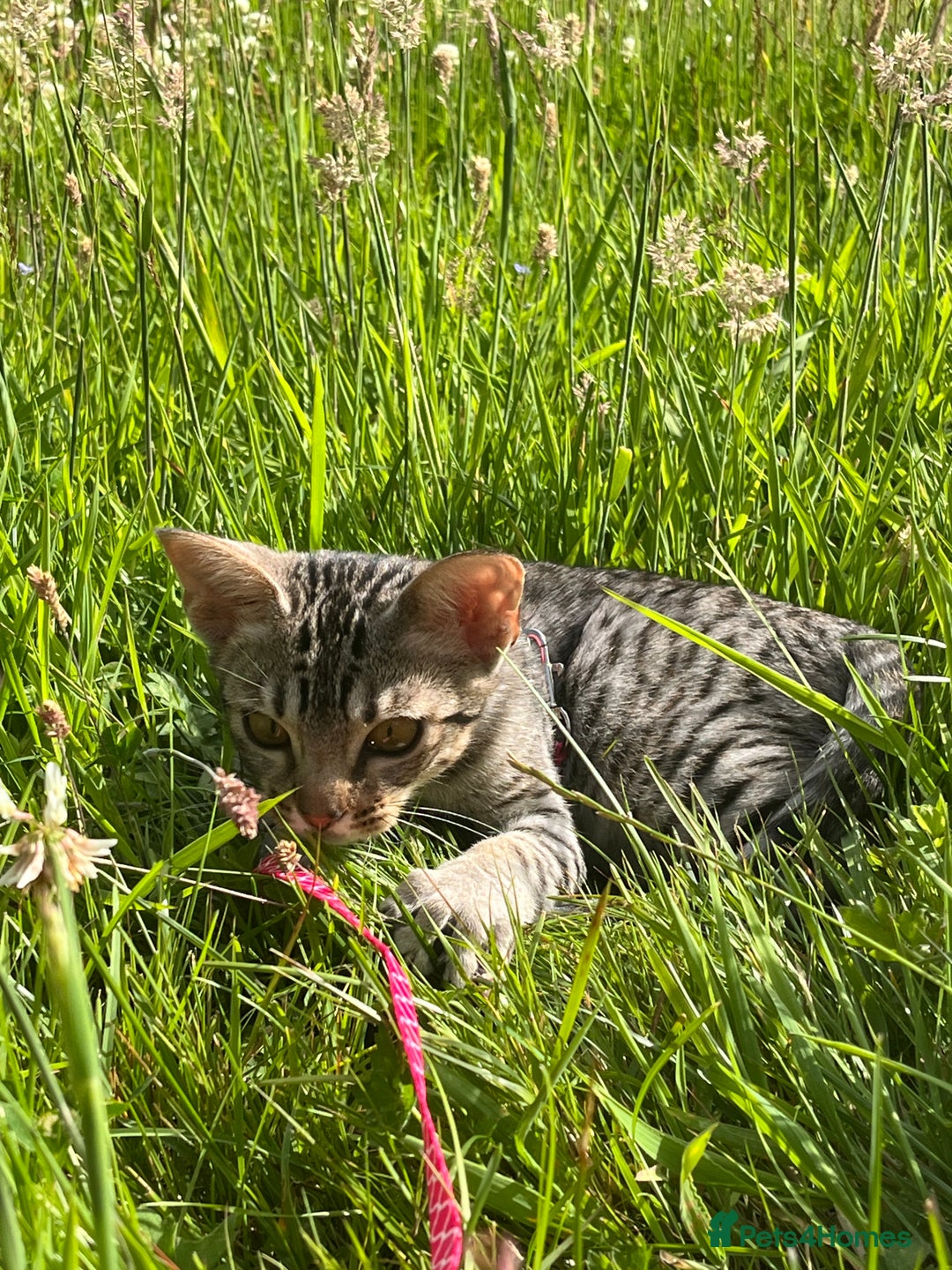Ocicat cats for sale: Ocicat Kittens Available in Aberdeenshire in Alford - Image 10