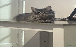Mixed Breed cats for sale: Beautiful kitten  - Image 13