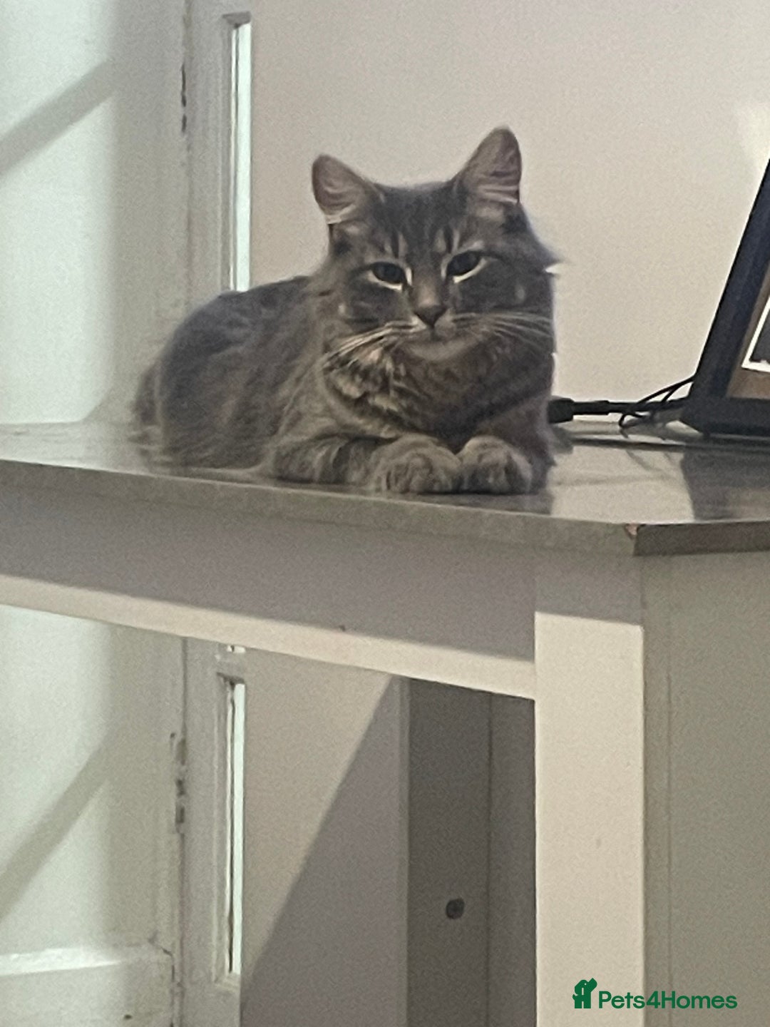 Mixed Breed cats for sale: Beautiful kitten  - Image 13