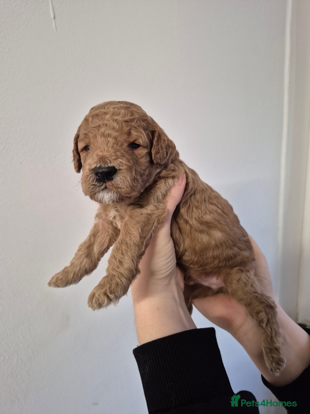 Cockapoo dogs for sale: F1B cockapoo puppies  - Advert 11