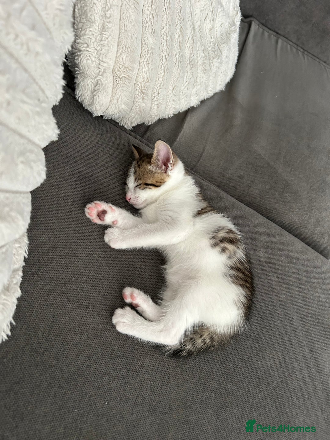 Mixed Breed cats for sale: 2 beautiful male kittens ready to go! - Image 12