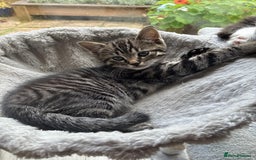 Mixed Breed cats for sale: Adorable Playful Happy Mixed breed kittens - Image 15