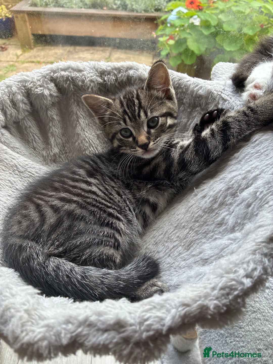 Mixed Breed cats for sale: Adorable Playful Happy Mixed breed kittens - Image 15