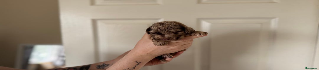 Cocker Spaniel Puppy 3