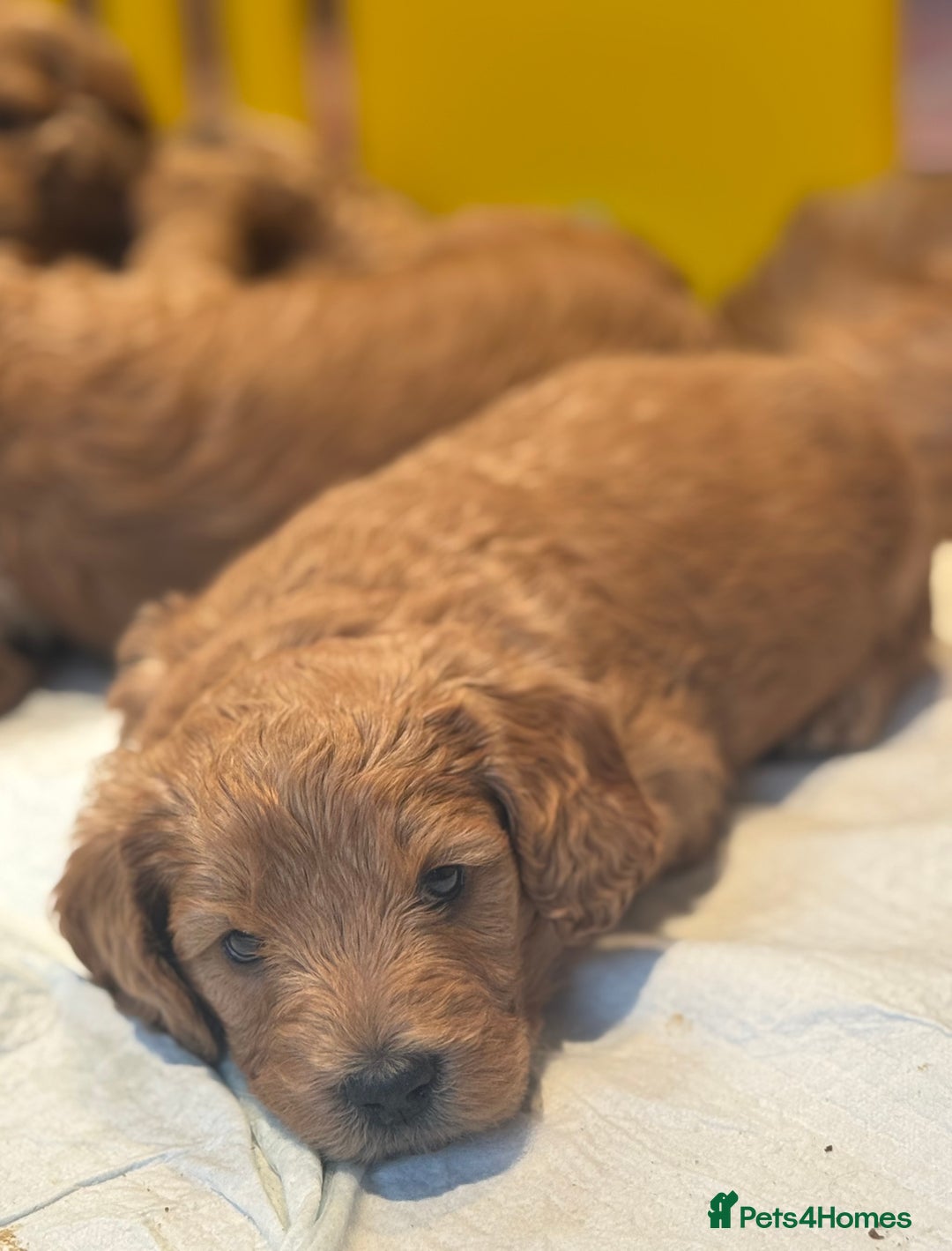 Mini Goldendoodle dogs for sale: Miniature Golden Doodle Puppies - Advert 22