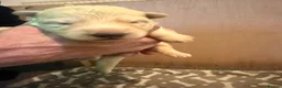 White Swiss Shepherd dogs for sale: Swiss white shepherds puppies  - Advert 21