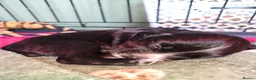 Cocker Spaniel dogs for sale: Beautiful working cocker spaniel puppies  - Advert 6