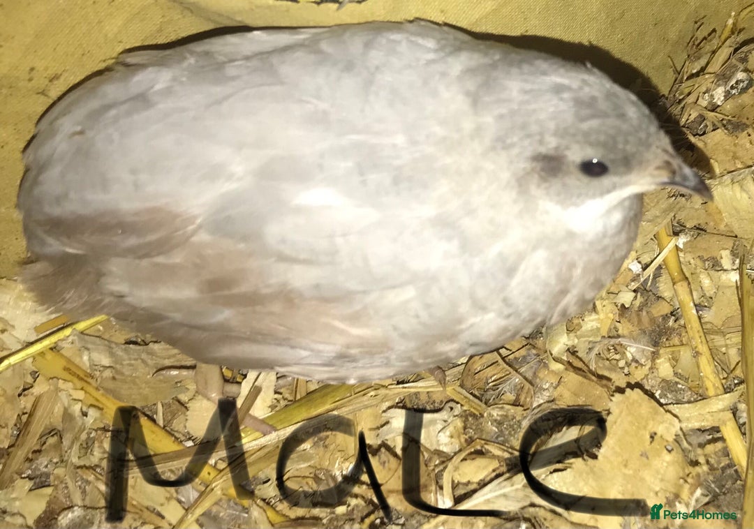 Quail poultry for sale: QUAILS/CHINESE PAINTED BUTTONS ! - Advert 1