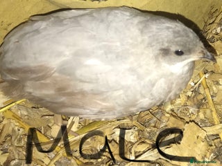 Quail poultry QUAILS/CHINESE PAINTED BUTTONS ! - Advert 1