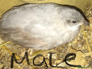 Quail poultry QUAILS/CHINESE PAINTED BUTTONS ! - Advert 7