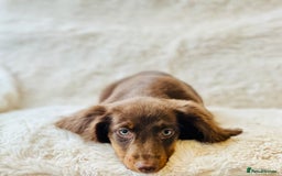Miniature Dachshund dogs for sale: Chocolate & Tan Miniature Longhaired Dachshund - Image 7