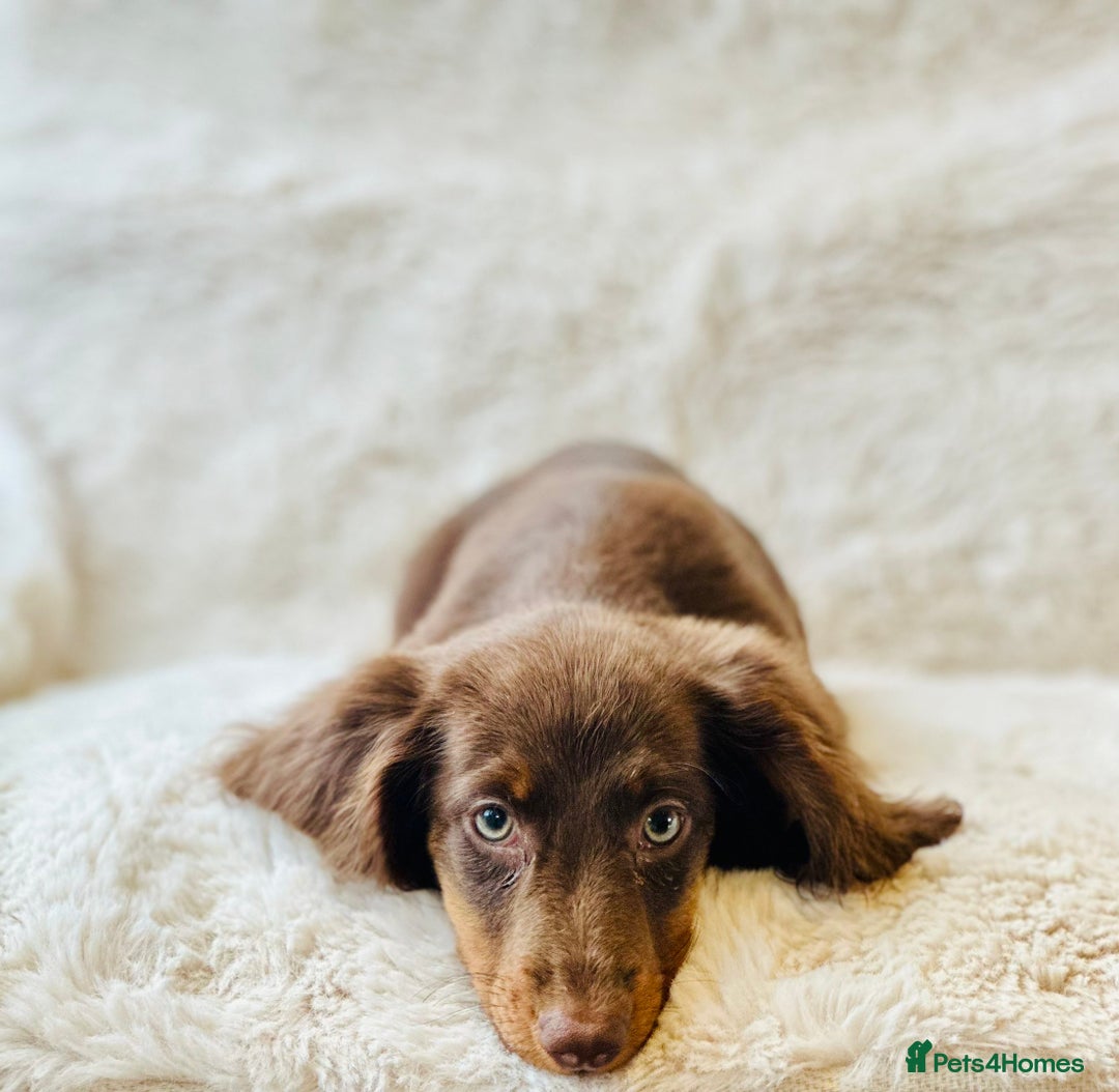 Miniature Dachshund dogs for sale: Chocolate & Tan Miniature Longhaired Dachshund - Image 7
