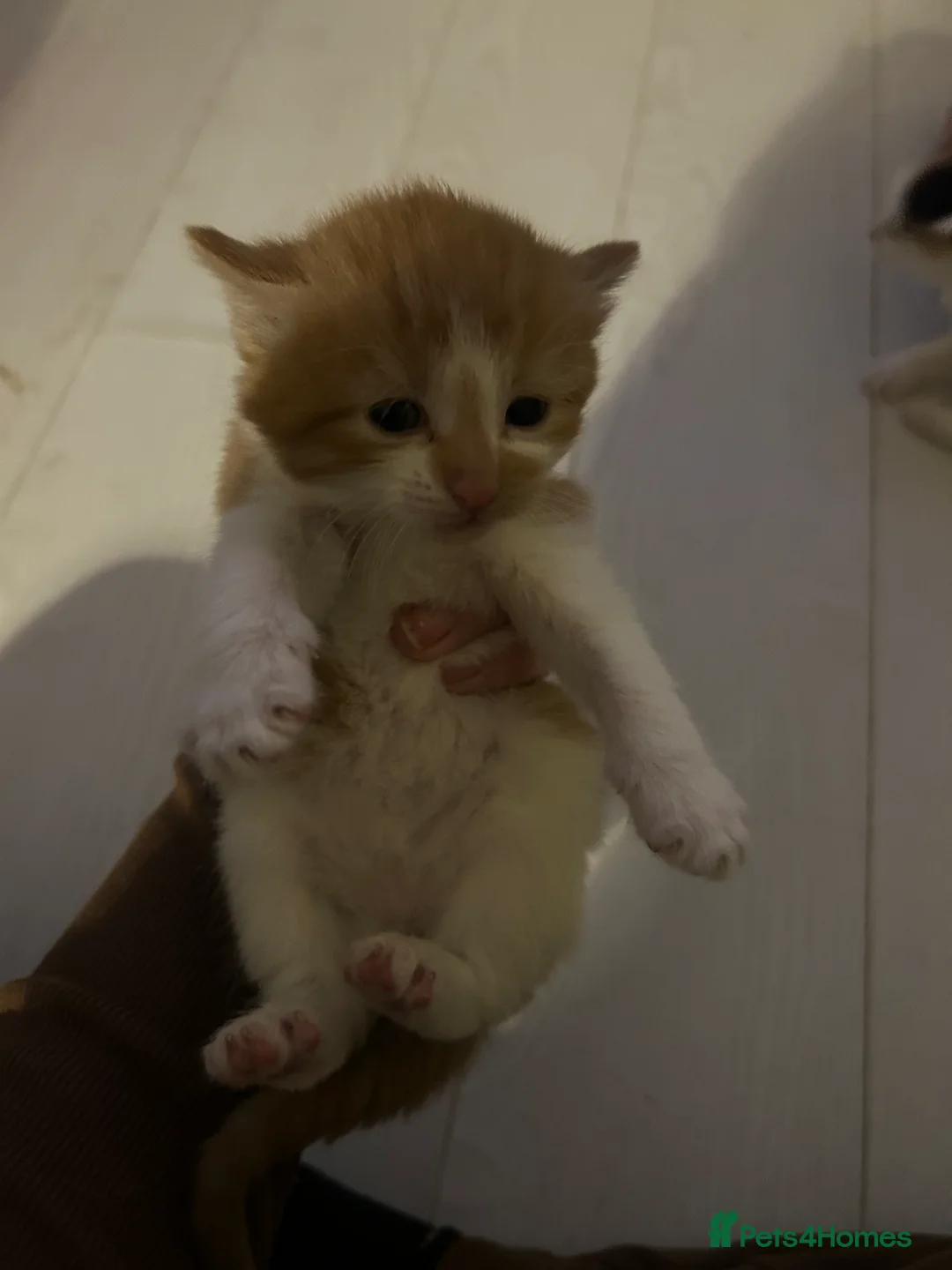 Mixed Breed cats for sale: 3 kittens for sale  - Advert 6