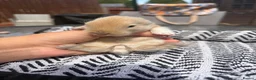 Mini Lion Lop rabbits for sale: Mini lion lops  - Advert 4