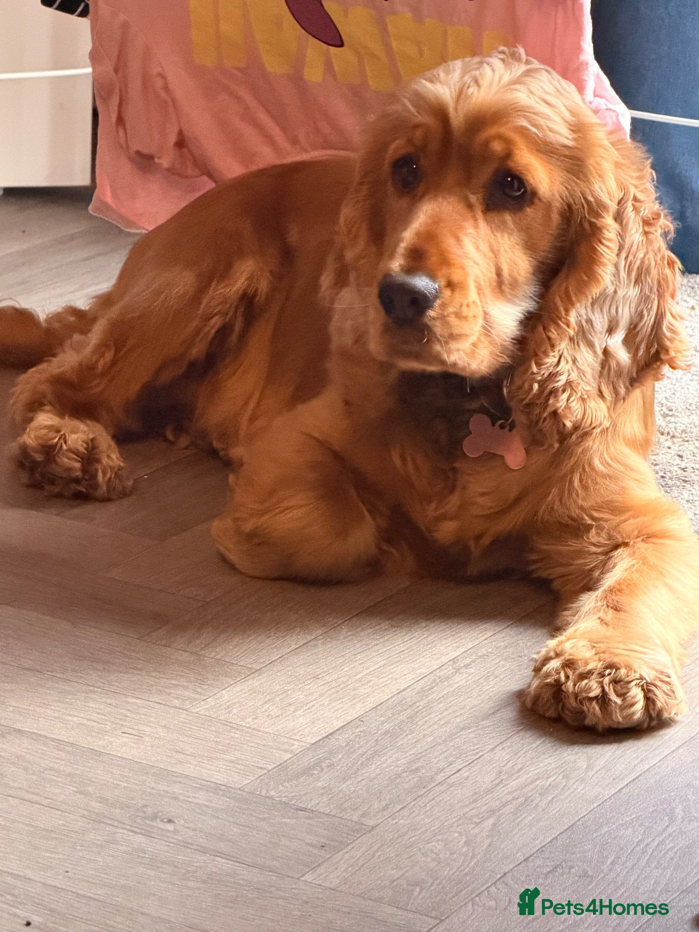 Cocker Spaniel dogs 16 month old show cocker spaniel  - Advert 3