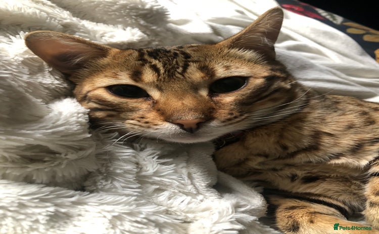 Bengal cats - Advert 1