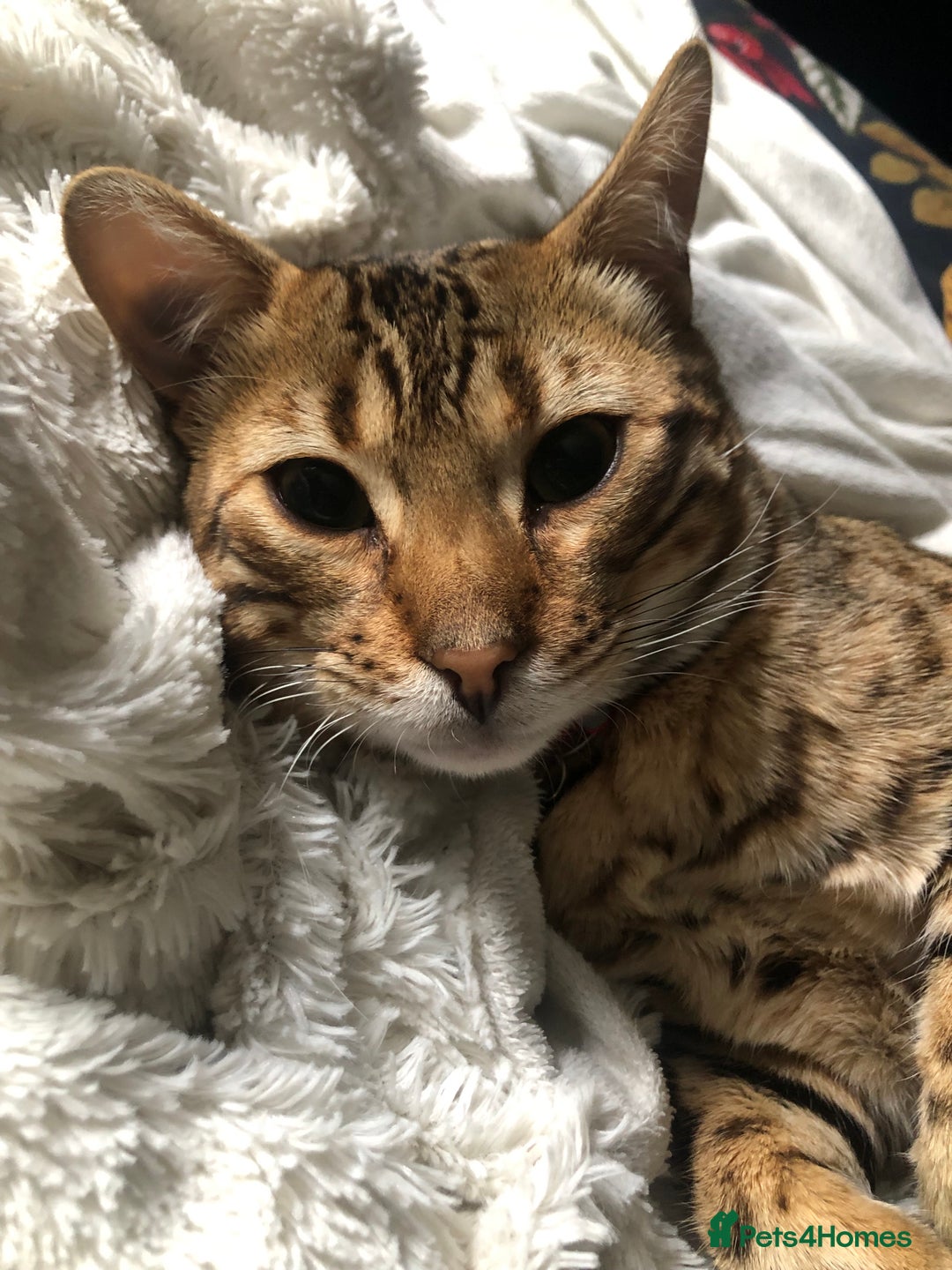 Bengal cats for sale: Beautiful Bengal Boy!  - Image 1
